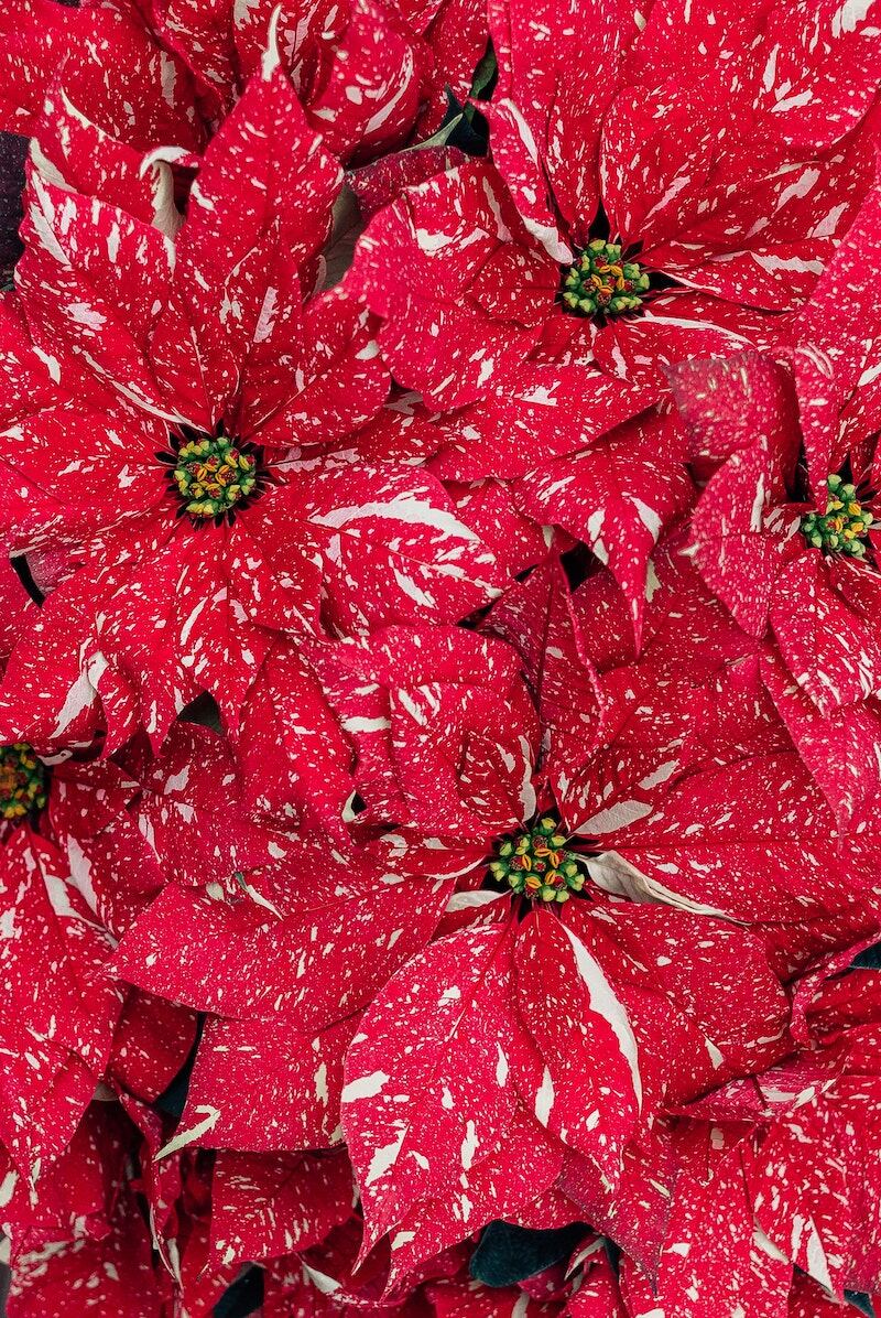 flor de nochebuena de dos colores