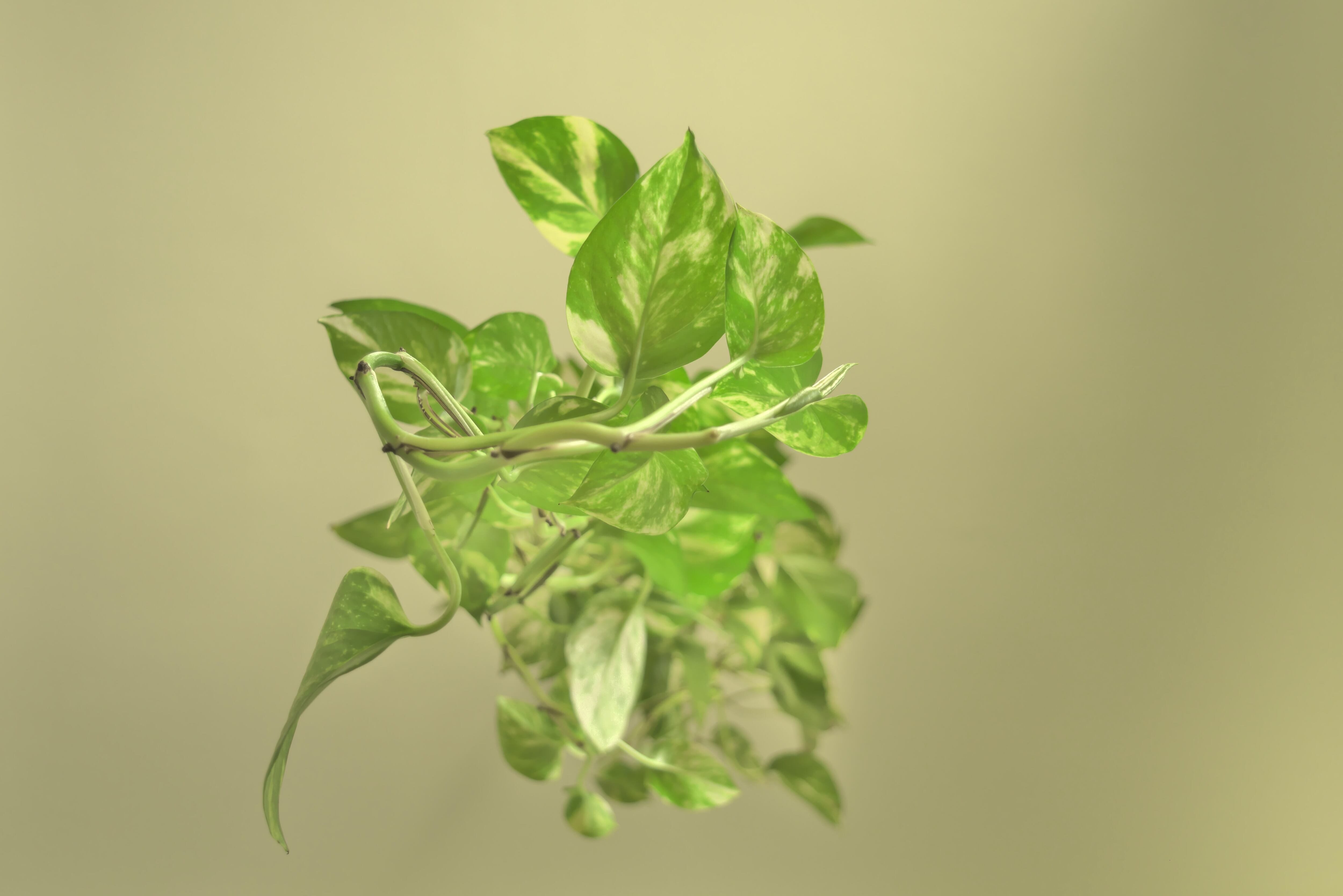 Esta planta es capaz de acabar con el benceno, el formaldehído y el xileno. Además las puedes mantener en agua o en tierra.
