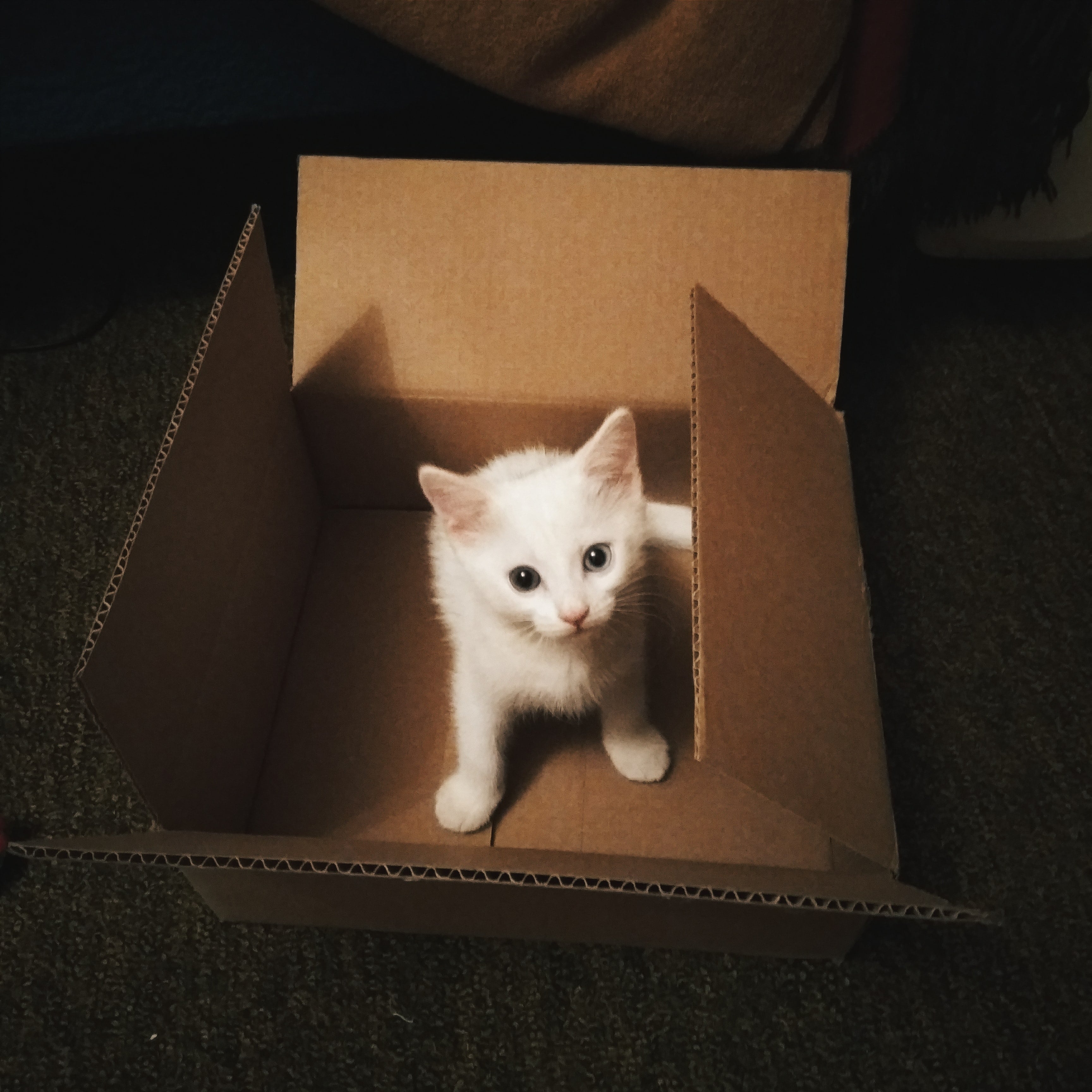 El cartón es un gran aislante. Son geniales para el calor. El pequeño espacio que ofrecen las cajas alienta a tu gato a acurrucarse y relajarse, lo que lo convierte en un espacio cómodo y cálido.