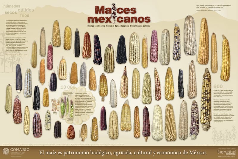 Maices mexicanos