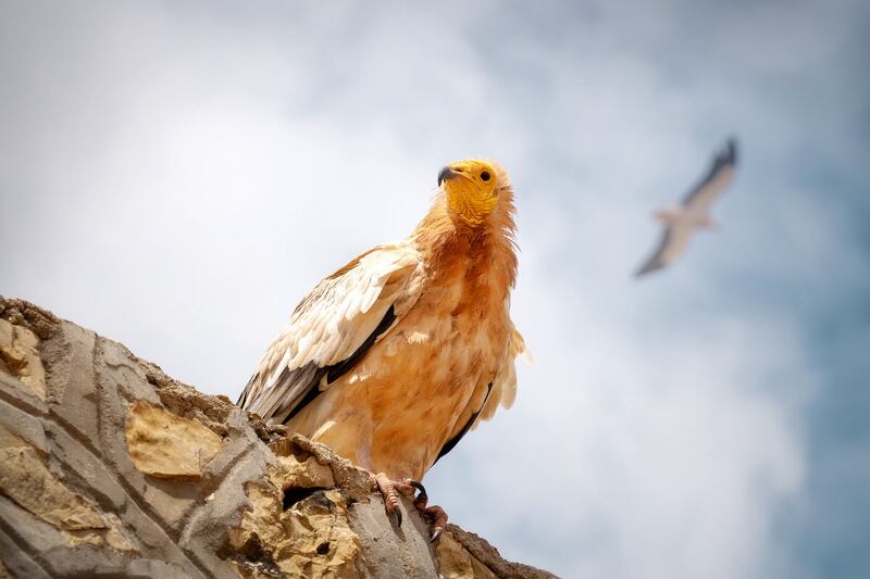 socotra alimoche