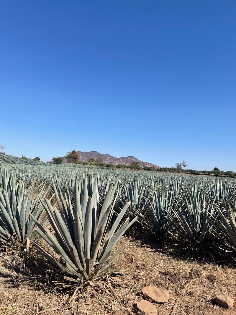 El significado de las flores y plantas más importantes en México