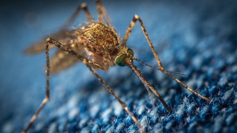 picaduras de mosquitos