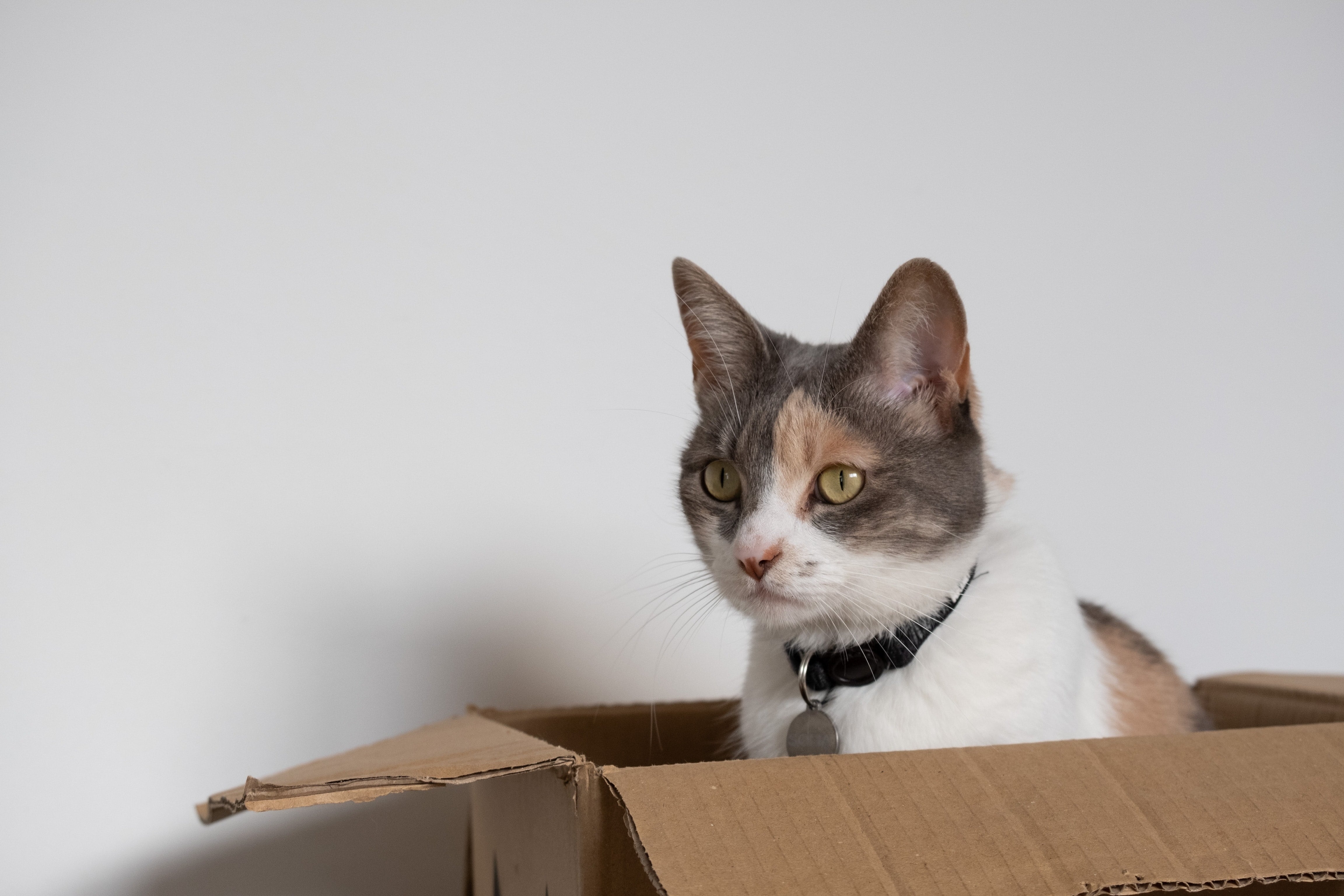 Ayudan a los gatos a adaptarse. Un estudio de la Universidad de Utrecht descubrió que los gatos con cajas se recuperaron más rápido y se adaptaron velozmente a su entorno.