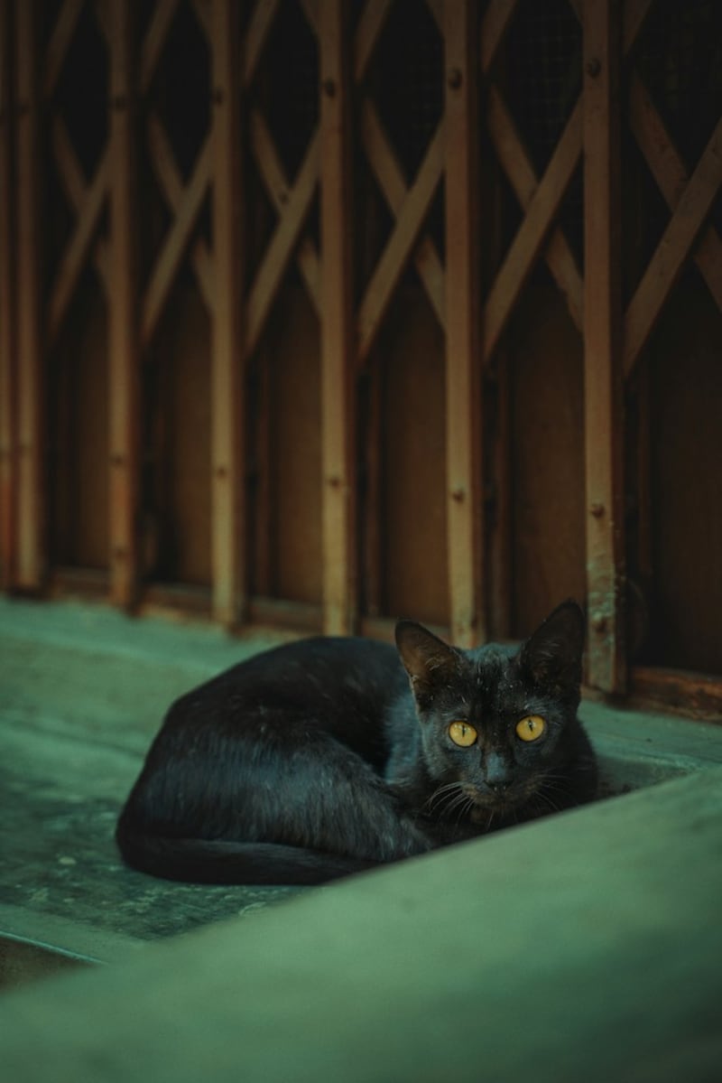 superticiones de los gatos negros