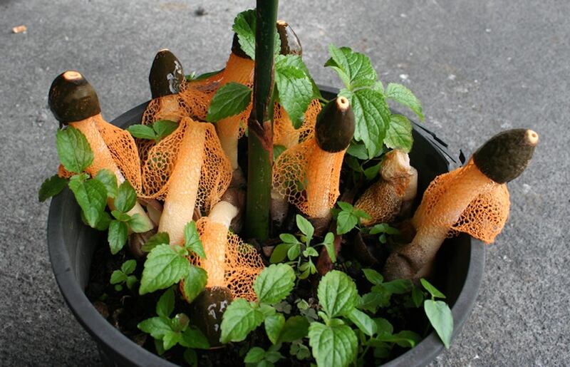 Phallus cinnabarina, el supuesto hongo sexual
